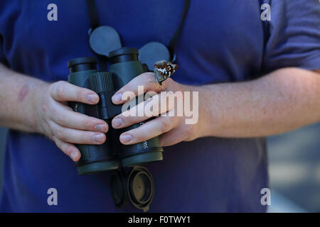 Lila Kaiser (Apatura Iris) Stockfoto