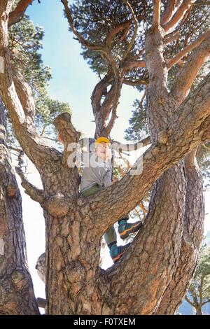 Kleiner Junge sitzt im Baum, niedrigen Winkel Ansicht Stockfoto