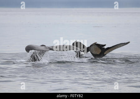 Buckelwal schwanzflossen vor der Küste von Southeast Alaska Stockfoto