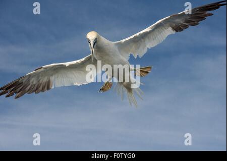 Tölpel, Süd West Cork, County Cork, Irland Stockfoto