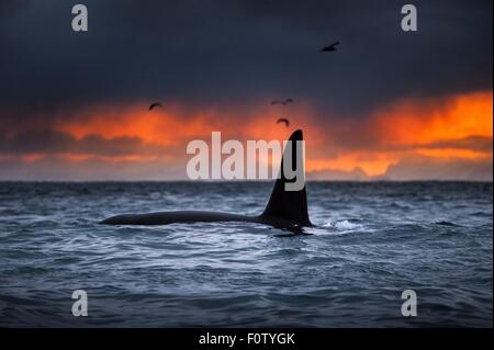 Großer Schwertwal, Orca, Andenes, Lofoten, Norwegen Stockfoto