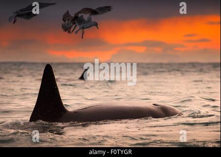 Großer Schwertwal, Orca, Andenes, Lofoten, Norwegen Stockfoto