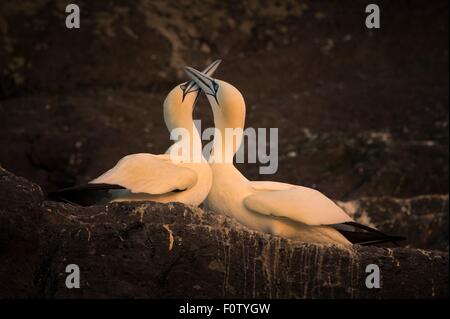 Tölpel, Süd West Cork, County Cork, Irland Stockfoto