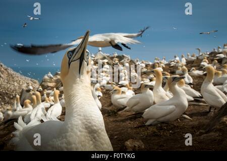 Tölpel Kolonie, South West Cork, County Cork, Irland Stockfoto