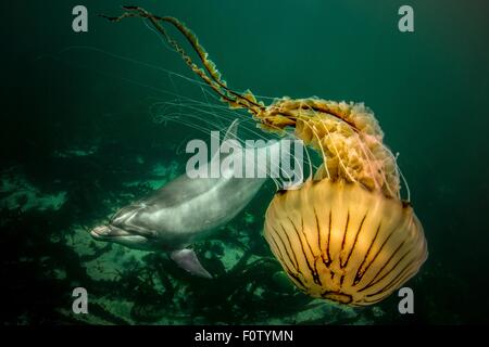 Bottlenose Dolphin und Kompass Quallen Stockfoto