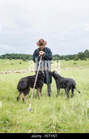 Landwirt in Feld mit Schäferhunde Stockfoto