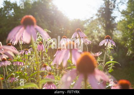 Nahaufnahme von lila Echinacea Blüten im Kräutergarten Stockfoto