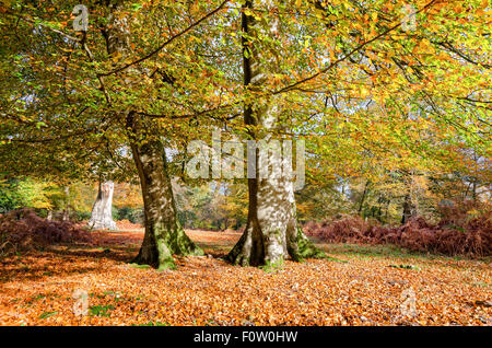 Herbst-Buche Bäume am Bolderwood im New Forest Stockfoto