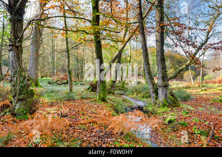 Ein Waldbach schlängelt sich durch Herbst Buchenwälder am Bolderwood im New Forest Stockfoto