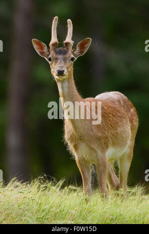 Damhirsch (Dama Dama) männlich mit Geweih wächst, Studen Kladenets Reserve, östlichen Rhodopen Bulgarien Mai 2013. Stockfoto