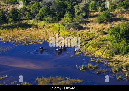 Luftaufnahme des Elefanten, Maun, Okavango Delta, Botswana, Afrika Stockfoto