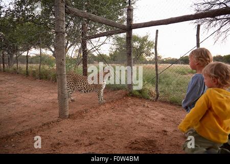 Jungen Blick auf Leopard, Harnas Wildlife Foundation, Namibia Stockfoto