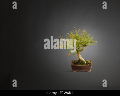 Studioaufnahme von Bonsai-Baum mit roten Beeren im Blumentopf Stockfoto