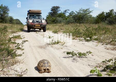 Straßenfahrzeug auf sandigen Pfad, Schildkröte im Vordergrund, Francistown, Chobe, Botswana Stockfoto