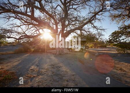 Off-Road Fahrzeug geparkt vom Großbaum, Sonnenuntergang, Gweta, Makgadikgadi, Botswana Stockfoto