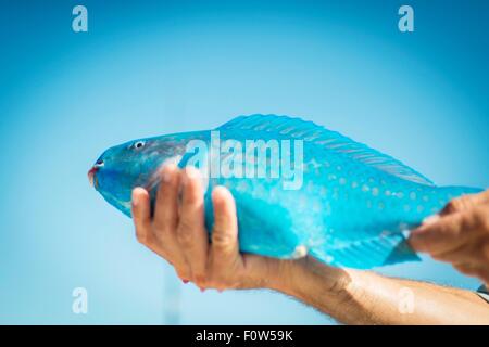 Männliche Hand, die türkisfarbene Papageienfische, Islamorada, Florida, USA Stockfoto