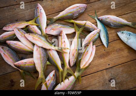 Schnapper und Yellowtail Fisch auf hölzerne Pier, Islamorada, Florida, USA erwischt Stockfoto
