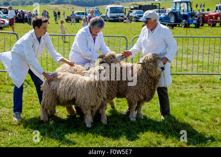 Leicestershire Ram, Schaf und Lamm im Show-Ring bei Chepstow Agricultural Show mit Handlern warten nach zu urteilen. Stockfoto