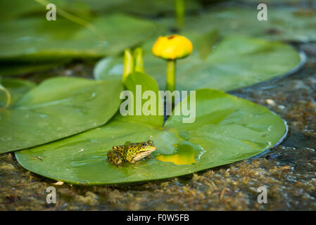 Pool-Frosch (außer Lessonae) auf einem Blatt die gelbe Seerose (Teichrosen Lutea) Danube Delta, Rumänien, Juni. Stockfoto