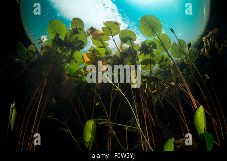 Europäische weiße Seerosen (Nymphaea Alba) aus betrachtet unter Wasser in einem Nebenfluss des Donaudelta, Rumänien, Juni. Stockfoto