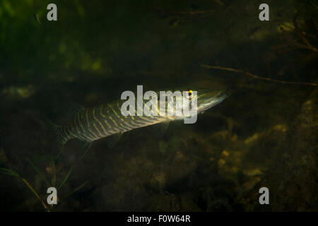 Hecht (Esox Lucius) in der alten Donau, Danube Delta, Rumänien, Juni. Stockfoto