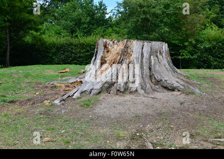 Einem Baumstumpf auf einem Landsitz in England Stockfoto