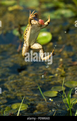 Seefrosch (außer Ridibundus) springen, Donau-Delta, Rumänien, Juni. Stockfoto