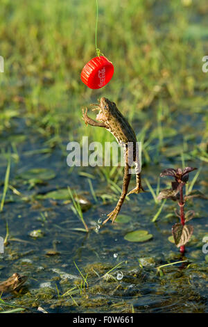 Seefrosch (außer Ridibundus) springen nach Plastikflasche Deckel, Donau-Delta, Rumänien, Juni. Stockfoto