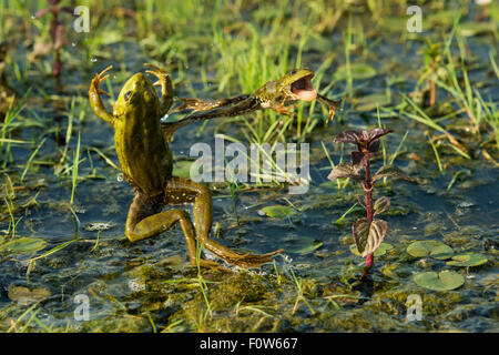 Seefrosch (außer Ridibundus) springen, Donau-Delta, Rumänien, Juni. Stockfoto