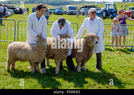 Leicestershire Ram, Schaf und Lamm im Show-Ring bei Chepstow Agricultural Show mit Handlern warten nach zu urteilen. Stockfoto