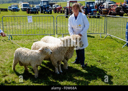 Handler im weißen Kittel mit Gruppe von drei Devon und Cornwall Schafe bei Chepstow Agricultural Show im Ring zu urteilen. Chepstow Wales Stockfoto