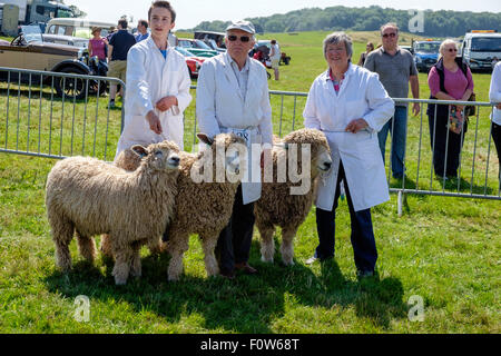 Geschweiften geschröpft Devon und Cornwall Schafe, Ram, Ewe und Lamm mit mit Handler in Ring bei Chepstow Landwirtschaftsausstellung zu urteilen. UK Stockfoto