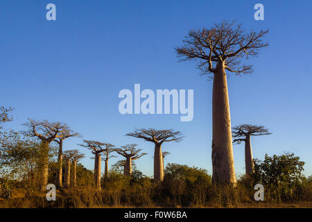 Adansonia Grandidieri, Baobab-Bäume bei Sonnenuntergang an der Allee der Baobabs, westlich von Madagaskar. Stockfoto