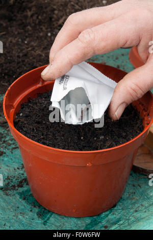 Aussaat lila Auswuchs Brokkoli Stockfoto