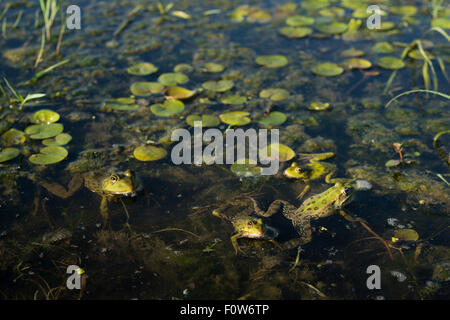 Pool-Frösche (außer Lessonae) in der Nähe von Crisan Dorf, Donaudelta, Rumänien, Juni. Stockfoto