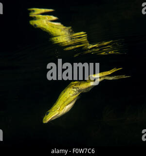 Pool-Frosch (außer Lessonae) Tauchen und spiegelt sich in der Wasseroberfläche bei Nacht, Donaudelta, Rumänien, Juni. Stockfoto