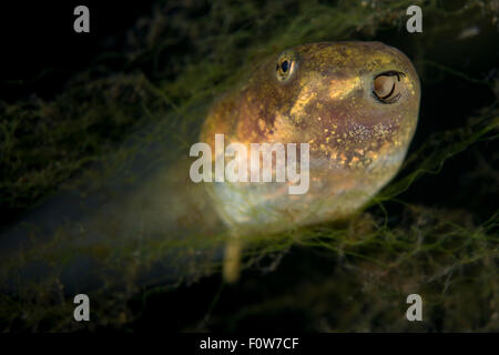 Pool Frosch (außer Lessonae) mit dem Mund öffnen, Donaudelta, Rumänien, Juni Kaulquappe. Stockfoto