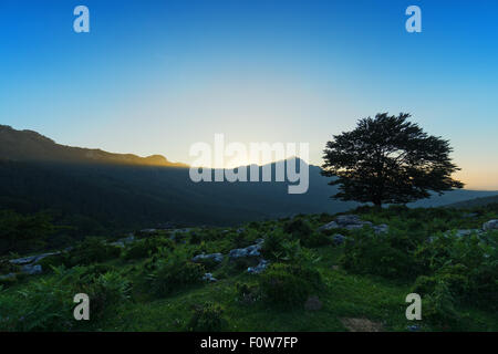 Einsamer Baum bei Sonnenuntergang und Lekanda Gipfel mit den letzten Strahlen der Sonne Stockfoto