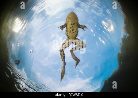 Pool-Frosch (außer Lessonae) Ansicht von unten beim Schwimmen unter Wasser rund um Crisan Dorf, Donaudelta, Rumänien, Juni. Stockfoto