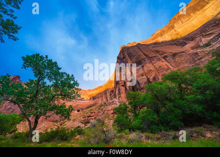 Wüste Lack auf Wand des Canyon, Coyote Gulch, ein Nebenfluss des Escalante River im südlichen Utah Stockfoto