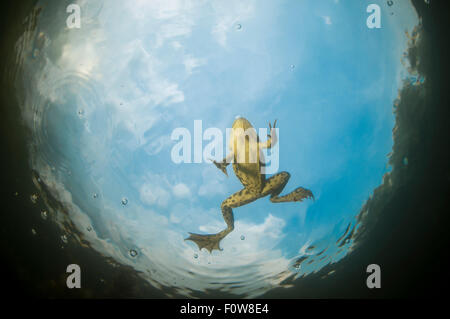 Pool-Frosch (außer Lessonae) Ansicht von unten beim Schwimmen unter Wasser rund um Crisan Dorf, Donaudelta, Rumänien, Juni. Stockfoto