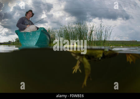 Mit Christian Mititelu erschossen Pool Frosch (außer Lessonae) Split-Level gerade vom Boot, in der Nähe von Crisan Dorf, Donaudelta, Rumänien, Juni 2013. Stockfoto