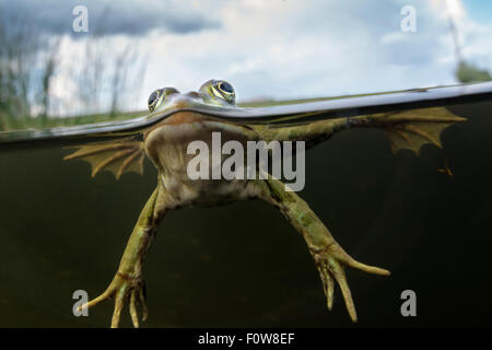 Pool-Frosch (außer Lessonae) Ebene geteilten Ansicht, in der Nähe von Crisan Dorf, Donaudelta, Rumänien, Juni. Stockfoto