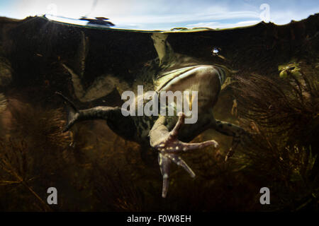 Pool-Frosch (außer Lessonae) unter Wasser, in der Nähe von Crisan Dorf, Donau-Delta, Rumänien, Juni. Stockfoto