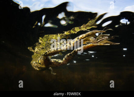 Pool-Frosch (außer Lessonae) schwimmen nahe der Oberfläche, in der Nähe von Crisan Dorf, Donaudelta, Rumänien, Juni. Stockfoto