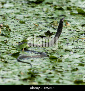 Ringelnatter (Natrix Natrix) schwimmen durch Wasser Kastanie Pflanzen. Danube Delta, Rumänien, Juni. Stockfoto