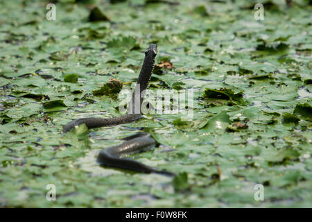 Ringelnatter (Natrix Natrix) schwimmen durch Wasser Kastanie Pflanzen. Danube Delta, Rumänien, Juni. Stockfoto