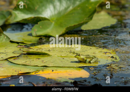 Pool (außer Lessonae) Frosch auf Seerosenblatt, Crisan Dorf Danube Delta, Rumänien, Juni. Stockfoto