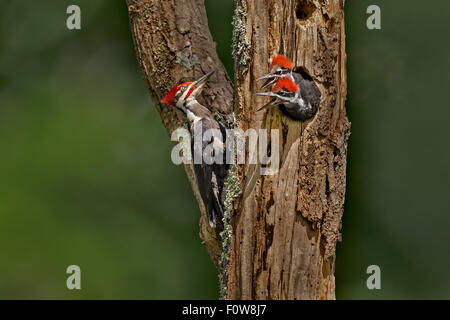 Männliche Helmspecht (Dryocopus Pileatus) auf den Baum nest mit seinem wenige Wochen alten männlichen und weiblichen Küken. Stockfoto