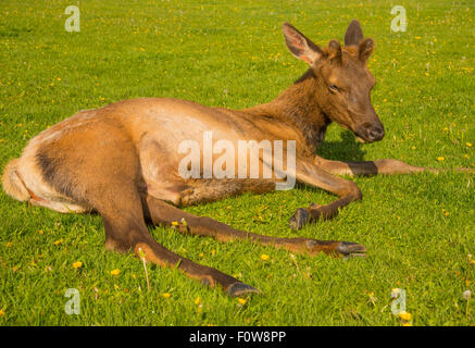 Tierwelt, close-up der Jährling Stier Elch, Yellowstone-Nationalpark, Wyoming, USA Stockfoto